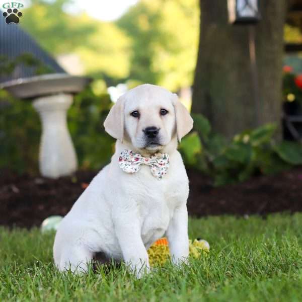 Kerri, Yellow Labrador Retriever Puppy