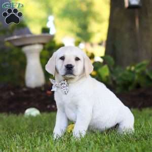 Kerri, Yellow Labrador Retriever Puppy