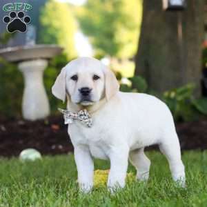 Kerri, Yellow Labrador Retriever Puppy