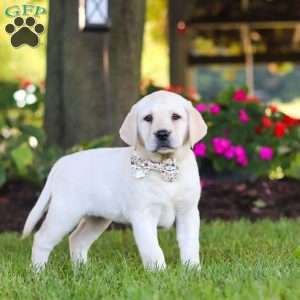 Kerri, Yellow Labrador Retriever Puppy