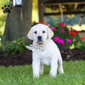 Kerri, Yellow Labrador Retriever Puppy