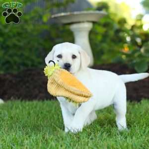 Kerri, Yellow Labrador Retriever Puppy