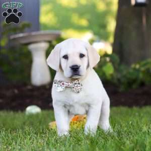 Kerri, Yellow Labrador Retriever Puppy