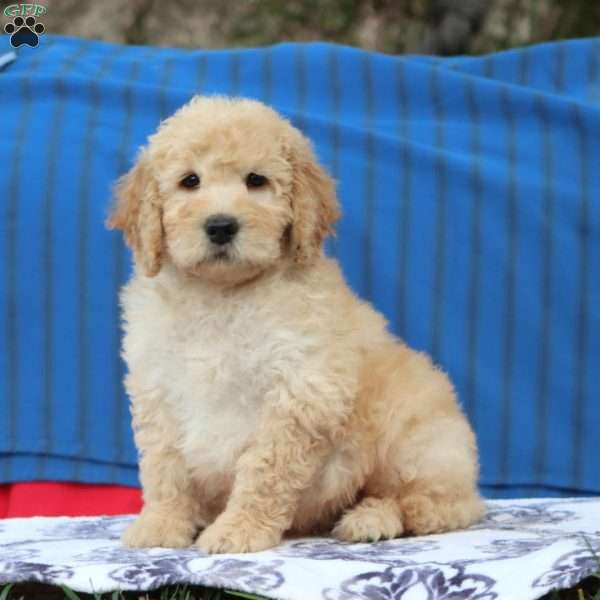 Kerwin, Mini Goldendoodle Puppy
