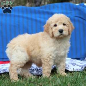 Kerwin, Mini Goldendoodle Puppy