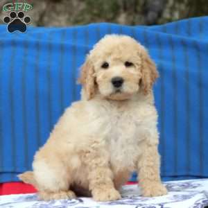 Kerwin, Mini Goldendoodle Puppy