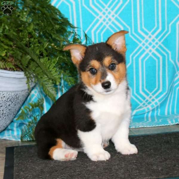 Kevin, Pembroke Welsh Corgi Puppy