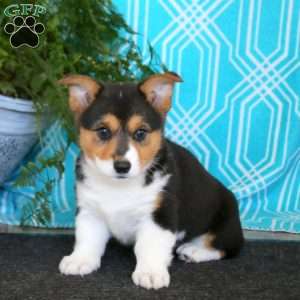 Kevin, Pembroke Welsh Corgi Puppy