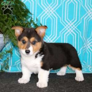 Kevin, Pembroke Welsh Corgi Puppy