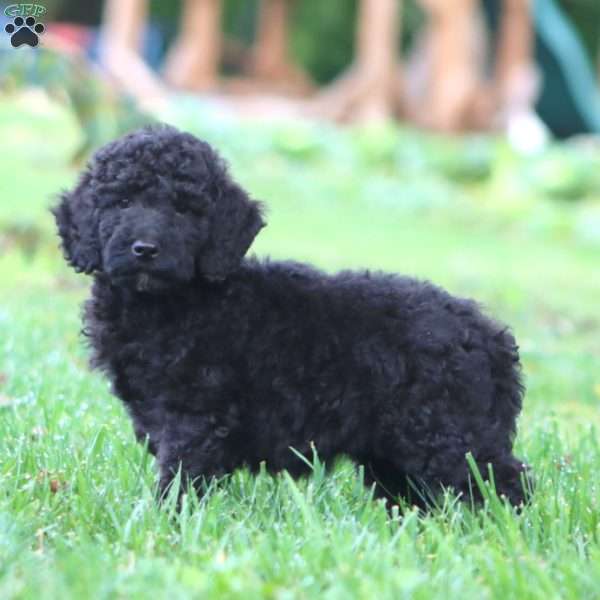 Kia, Mini Goldendoodle Puppy