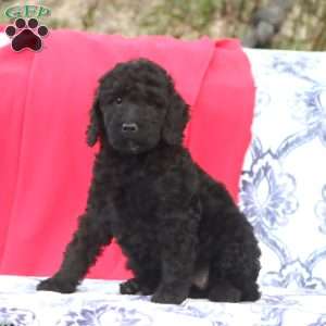 Kia, Mini Goldendoodle Puppy