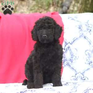 Kia, Mini Goldendoodle Puppy