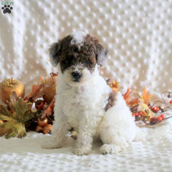 Kiah, Toy Poodle Puppy
