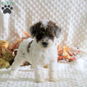 Kiah, Toy Poodle Puppy