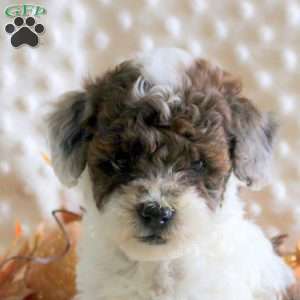 Kiah, Toy Poodle Puppy
