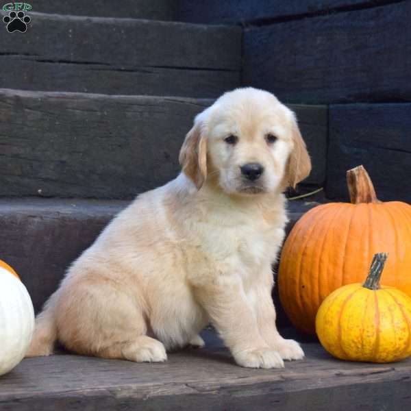 Kiki, Golden Retriever Puppy