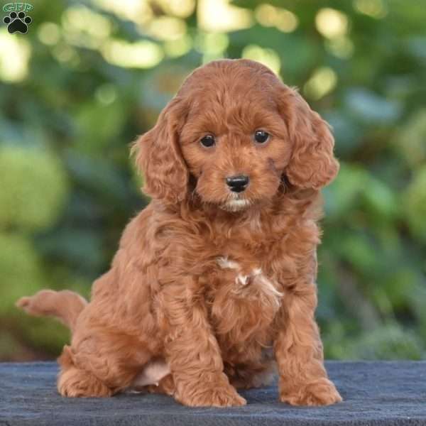 Kimberly, Cavapoo Puppy