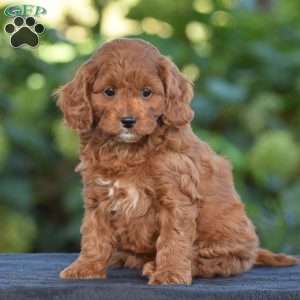 Kimberly, Cavapoo Puppy