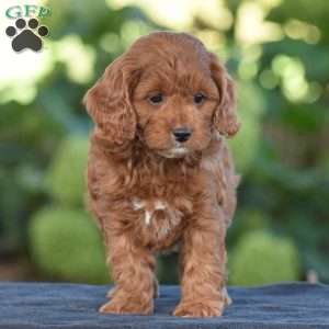 Kimberly, Cavapoo Puppy