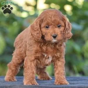 Kimberly, Cavapoo Puppy