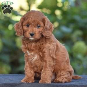 Kimberly, Cavapoo Puppy