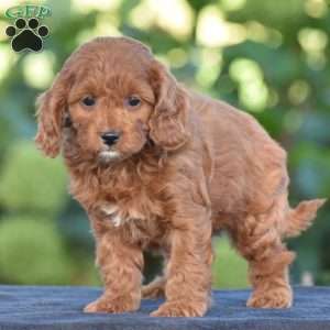 Kimberly, Cavapoo Puppy