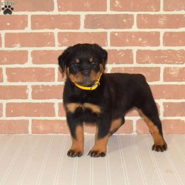 King, Rottweiler Puppy