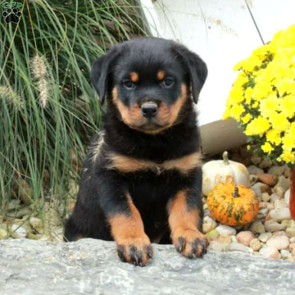 King, Rottweiler Puppy