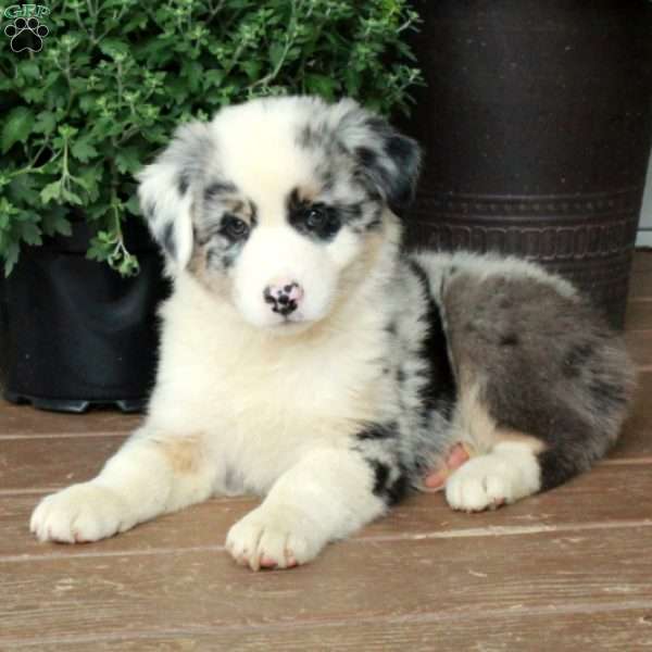 King, Australian Shepherd Puppy