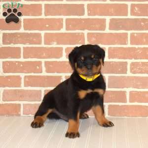 King, Rottweiler Puppy