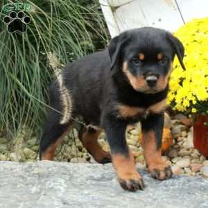 King, Rottweiler Puppy