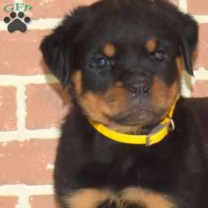 King, Rottweiler Puppy