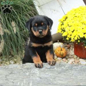 King, Rottweiler Puppy
