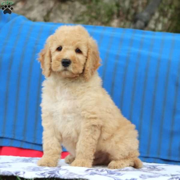 King, Mini Goldendoodle Puppy