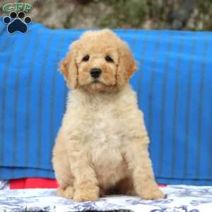 King, Mini Goldendoodle Puppy