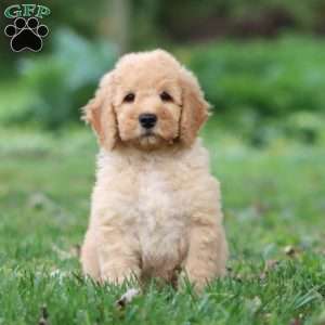King, Mini Goldendoodle Puppy