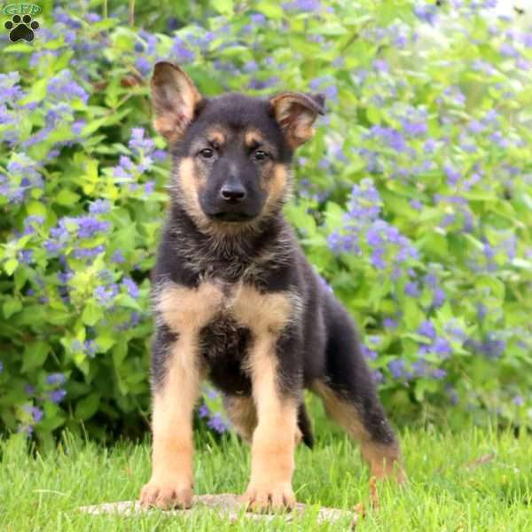 Kip, German Shepherd Puppy