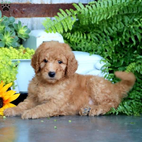 Kip, Goldendoodle Puppy