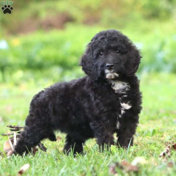Kip, Mini Goldendoodle Puppy