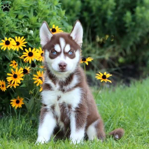 Kip, Siberian Husky Puppy