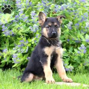 Kip, German Shepherd Puppy