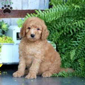 Kip, Goldendoodle Puppy