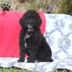 Kip, Mini Goldendoodle Puppy