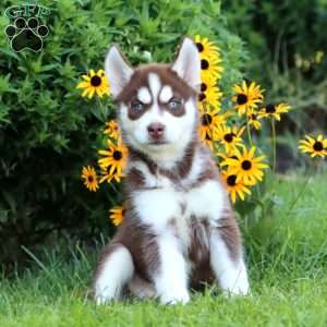 Kip, Siberian Husky Puppy