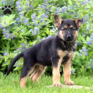 Kip, German Shepherd Puppy