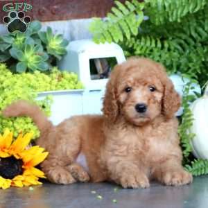 Kip, Goldendoodle Puppy