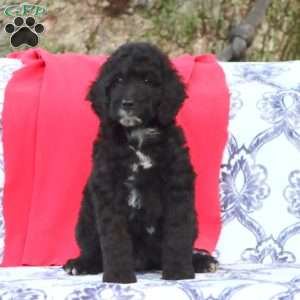 Kip, Mini Goldendoodle Puppy