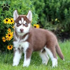 Kip, Siberian Husky Puppy