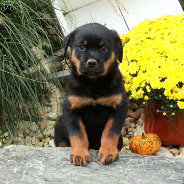 Kipper, Rottweiler Puppy