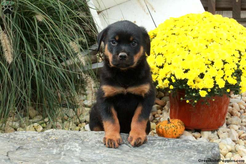 Kipper